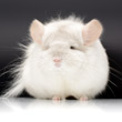 royal persian angora chinchilla photos photographs pictures images